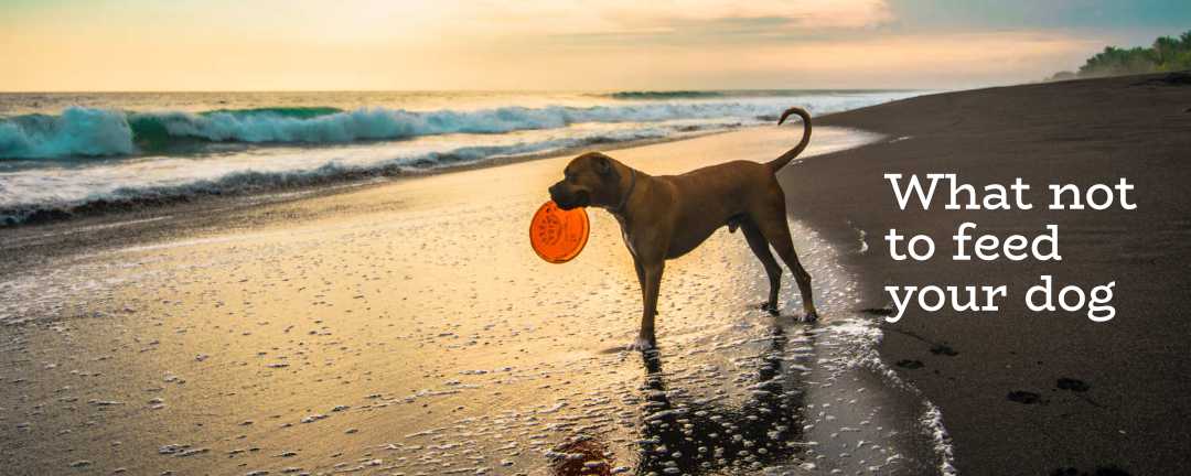 What not to feed your dog